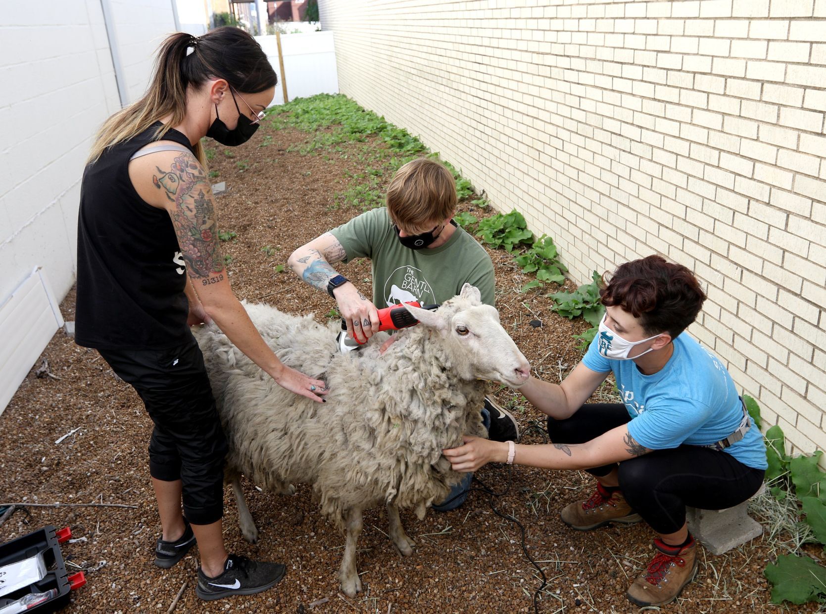 Shrek the sheep gets sheared